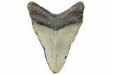 Fossil Megalodon Tooth - North Carolina #295318-1